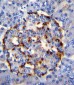 PLA2G2D Antibody (C-term)